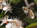 Bombylius fimbriatus